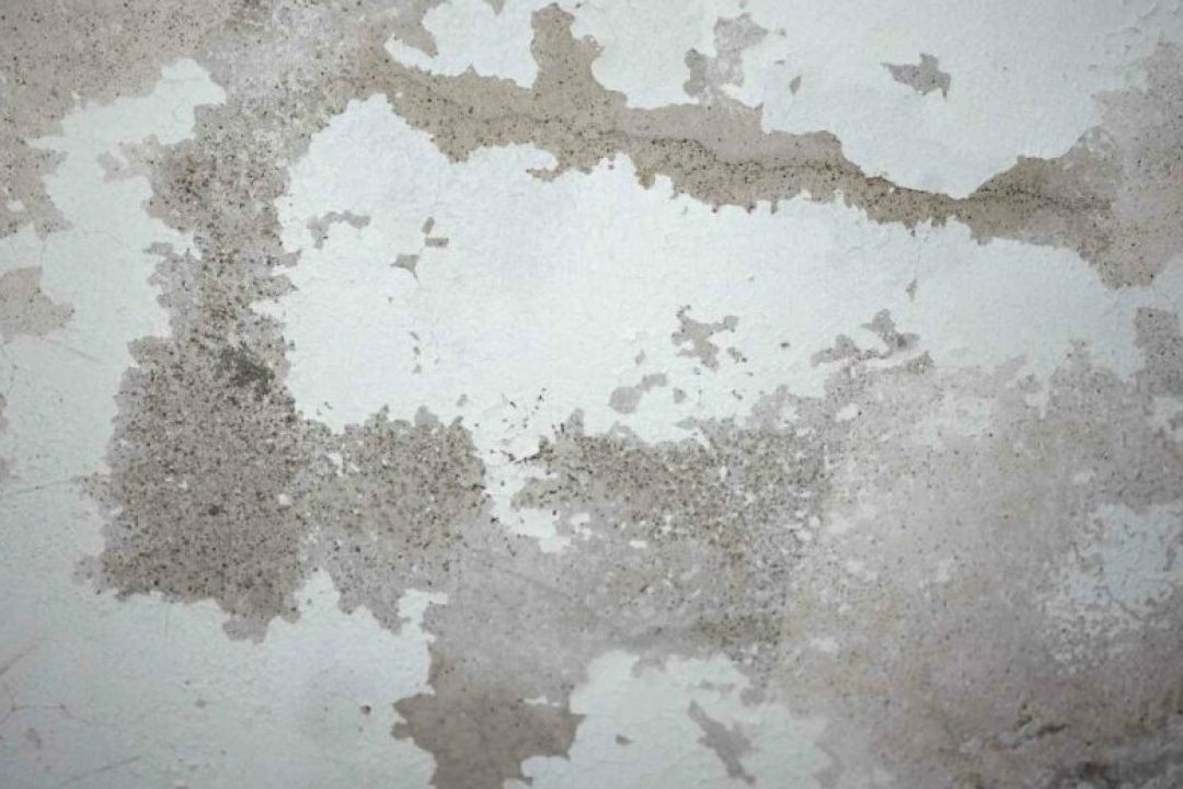 Gypsum Tahan Jamur: Solusi Plafon dan Dinding Lebih Sehat & Tahan Lama